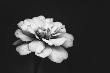 White flower on a black background with a dramatic lightの写真素材