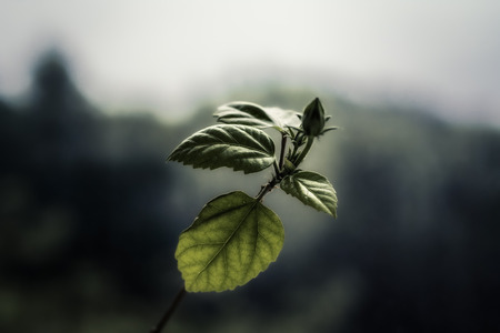 Small green sprout with slightly highlighted leaves and blurred backgroundの写真素材