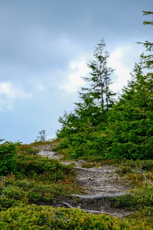 A small dirt path winding between alpine pine trees leading higher into the mountain.の写真素材