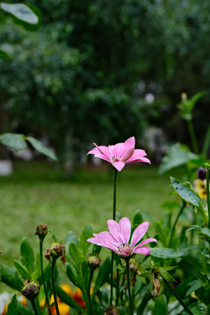 Delicate pink daisy flowers in a green garden, focus on the details of the petals.の写真素材