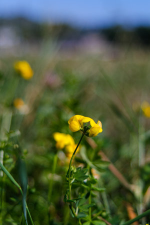 A closeup shot of a small yellow pea wildflower standing tall in a meadow, with blurred green and blue tones in the background.の写真素材