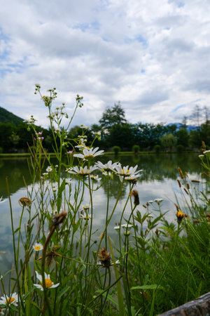 White daisies growing tall near lake shore with water and cloudy sky in background.の写真素材