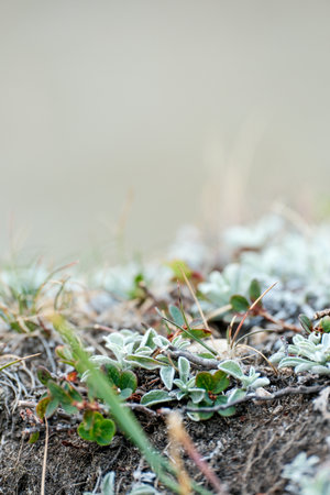 Close-up of resilient alpine ground vegetation with tiny leaves adapted to the harsh mountain environment.の写真素材