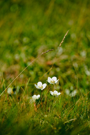 White alpine flowers blooming in a green mountain meadow with soft focus.の写真素材
