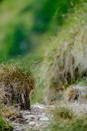 Close-up of grass and roots emerging from the rocky mountain trail with blurred green background.