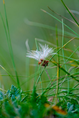 A delicate alpine seed head with white fluffy texture surrounded by green mountain grass.の写真素材