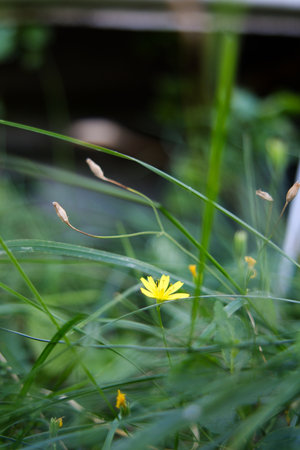 A tiny yellow wildflower blooming among green grass blades, captured in sharp detail against a blurred natural background.の写真素材