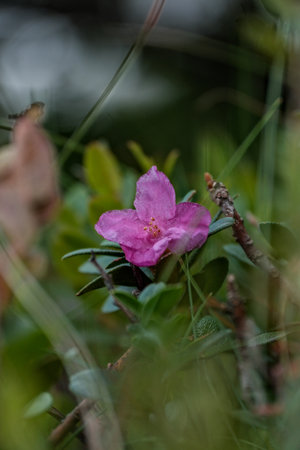 A close-up of a delicate pink alpine flower blossoming among mountain grass and leaves.の写真素材