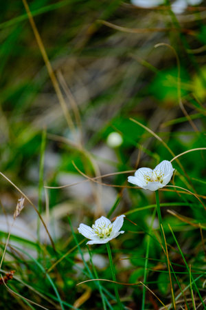 Two alpine flowers with fine white petals growing together in a grassy mountain meadow.の写真素材