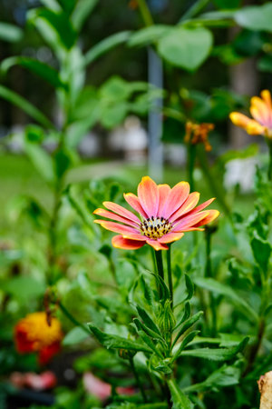 A striking orange and pink daisy in full bloom against a lush green garden background.の写真素材