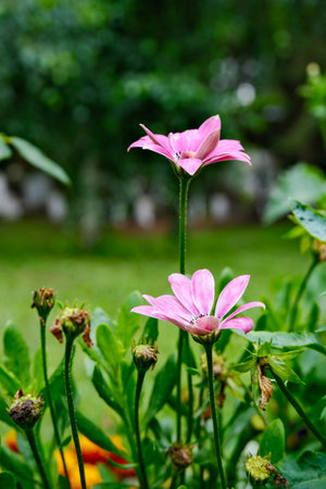 Small daisies growing naturally in fresh grass, captured with shallow depth.の写真素材