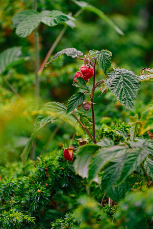 Close-up of ripe red raspberries growing naturally on a bush.