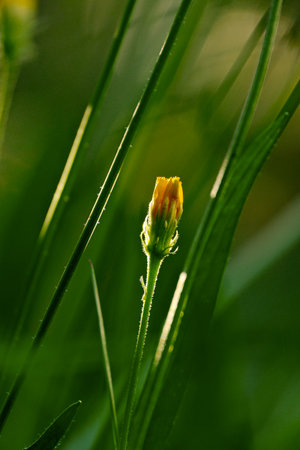 A glowing yellow flower bud emerging among tall green grasses, lit by the warm rays of sunset.の写真素材