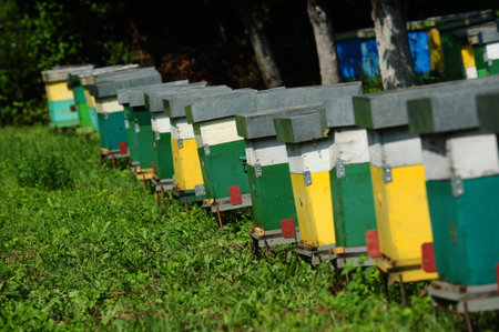 Painted wooden beehives with active honey bees