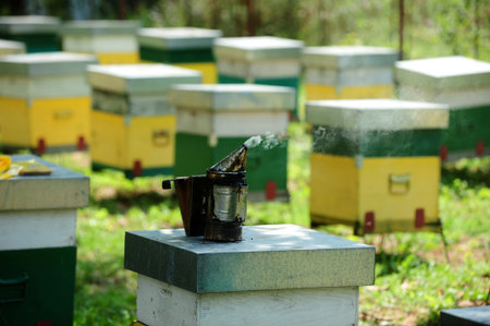 Painted wooden beehives with active honey bees