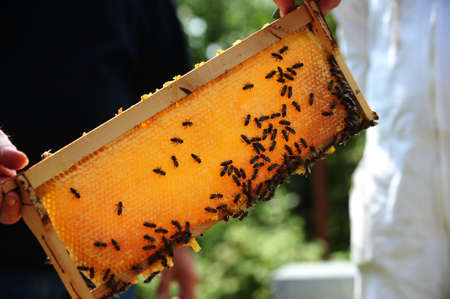 Bees on the honeycombの写真素材