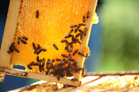 Bees on the honeycombの写真素材