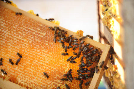 Bees on the honeycomb