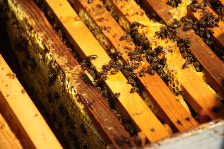Bees trying to get in their honeycomb