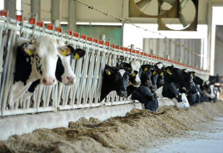 Dairy cows are fed with hay in a farmのeditorial素材