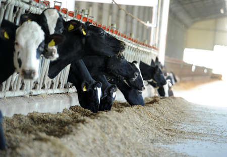 Dairy cows are fed with hay in a farmのeditorial素材