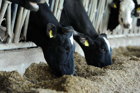 Dairy cows are fed with hay in a farmのeditorial素材