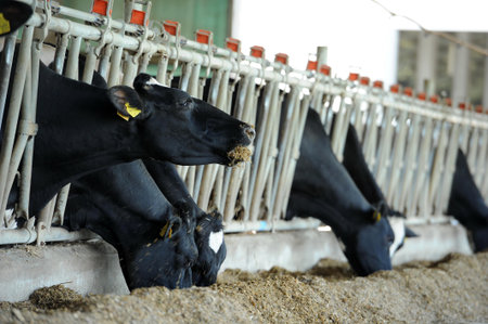 Dairy cows are fed with hay in a farmのeditorial素材