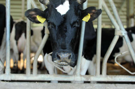 Dairy cows are fed with hay in a farmのeditorial素材