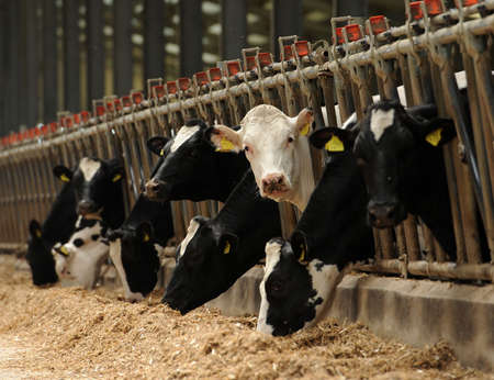 Dairy cows are fed with hay in a farmのeditorial素材