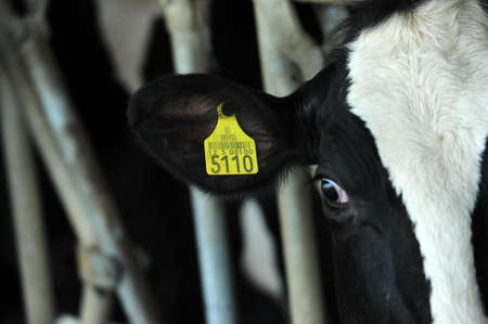 Dairy cow close-upのeditorial素材