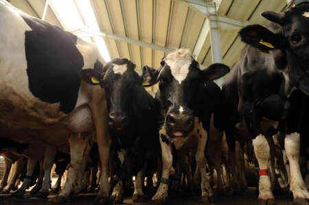 Cows farmのeditorial素材