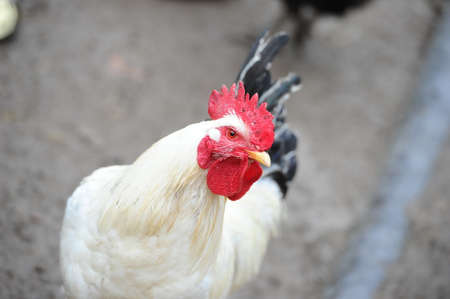 Cock and hens in a rural yardの写真素材