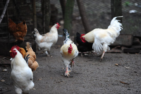 Cock and hens in a rural yardの写真素材