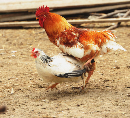 Cock and hens in a rural yard