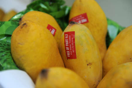 Chaunsa, a variety of mango from Pakistanのeditorial素材