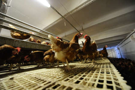 Chicken farm with no sunlightのeditorial素材