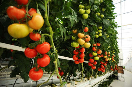 Hydroponic tomatoes growing in a greenhouseの写真素材