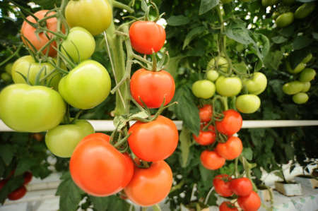 Hydroponic tomato growing in a greenhouseの写真素材