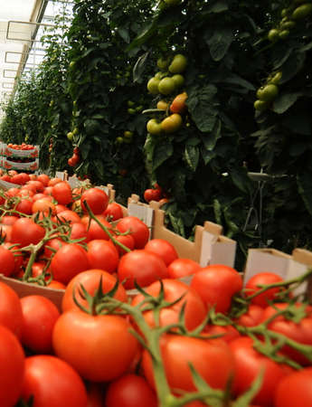 Hydroponic tomatoes growing in a greenhouseの写真素材
