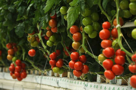 Hydroponic tomato growing in a greenhouseの写真素材