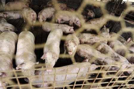 Pigs in a farm behind the barsの写真素材
