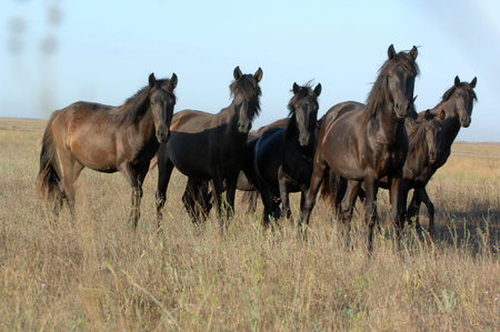 Free-roaming horses under the sunset light in Letea Forestの写真素材