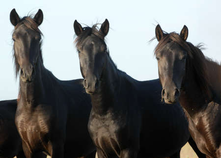 Free-roaming horses under the sunset lightの写真素材