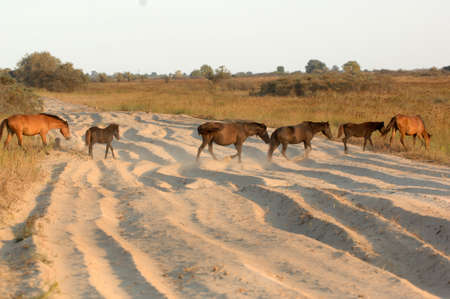 Free-roaming horses under the sunset lightの写真素材