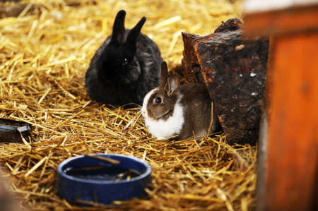 Cute rabbits sitting in hay in a farmの写真素材