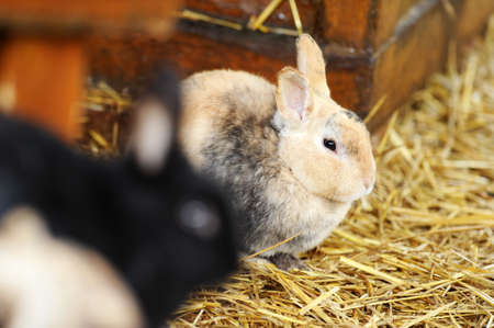 Cute rabbits sitting in hay in a farmの写真素材