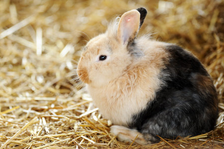 Cute rabbits sitting in hay in a farmの写真素材