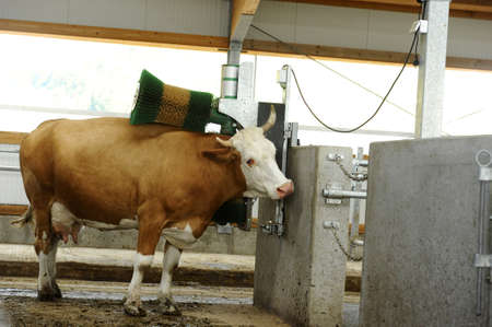 Ecological cow farmの写真素材