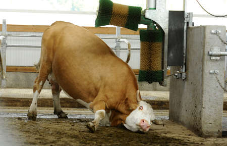 Ecological cow farmの写真素材