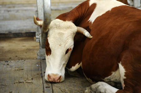 Ecological cow farmの写真素材